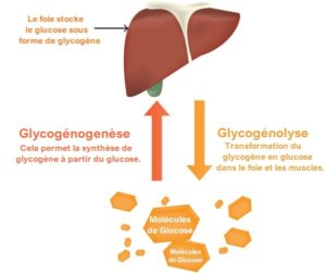 La conversion du glycogène par le foie