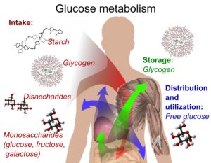 Le comportement du glucose dans notre corps
